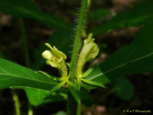 {Triosteum angustifolium}